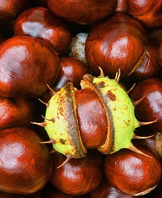 Horse Chestnuts