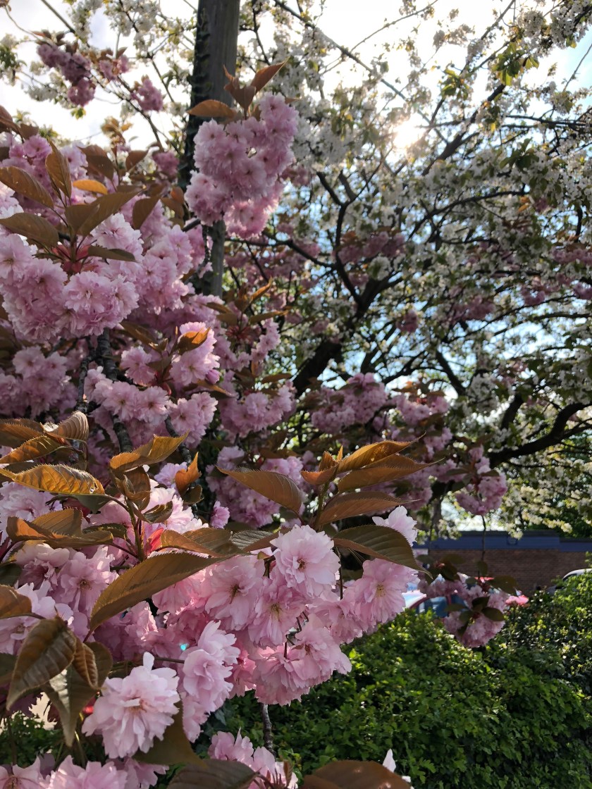 087E5D5C-D68A-4B0A-9726-CBD76A87A84B