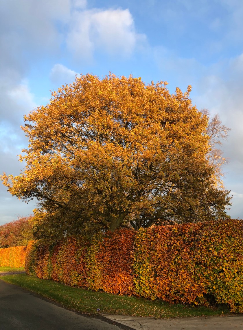 74C68430-FA59-459E-A43C-36F5485B089B