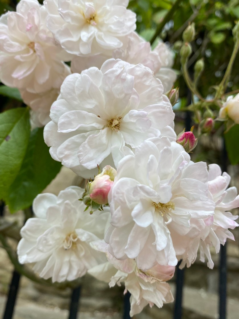 92EBE20A-3A2A-4882-8118-5A8C3276FA3E