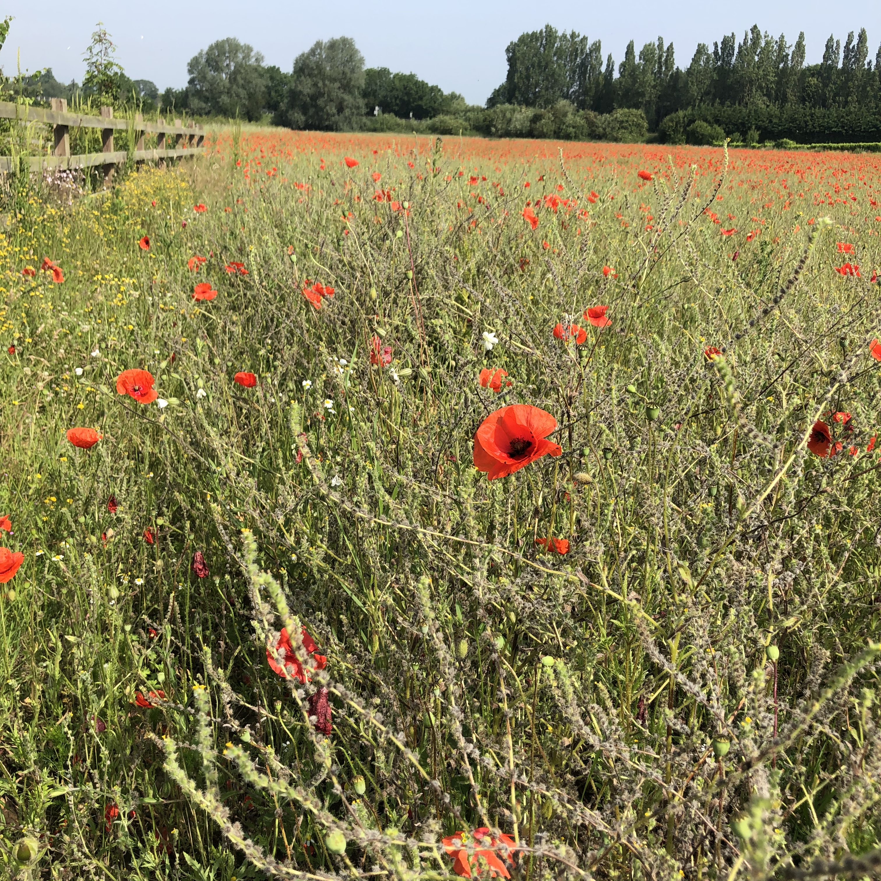 546454FD-D73D-413E-B811-2AB01C192786