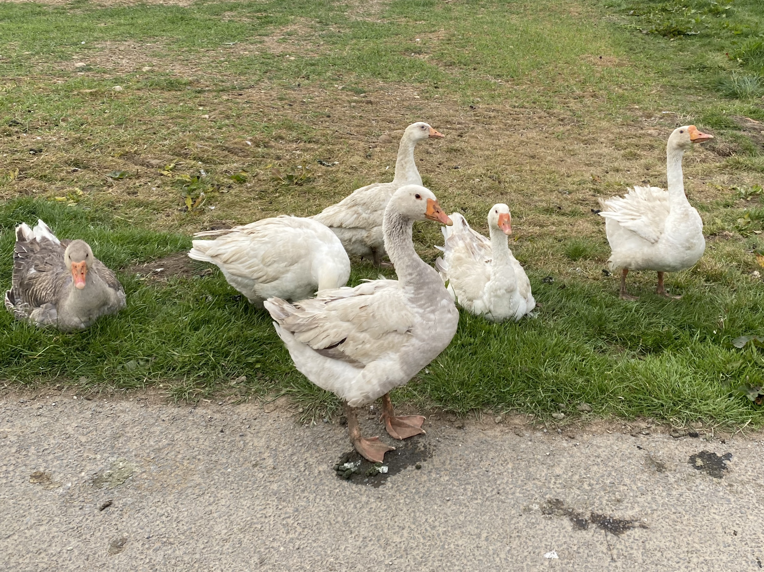 4981AB4E-7444-40F0-B0EB-E9783C114E6F