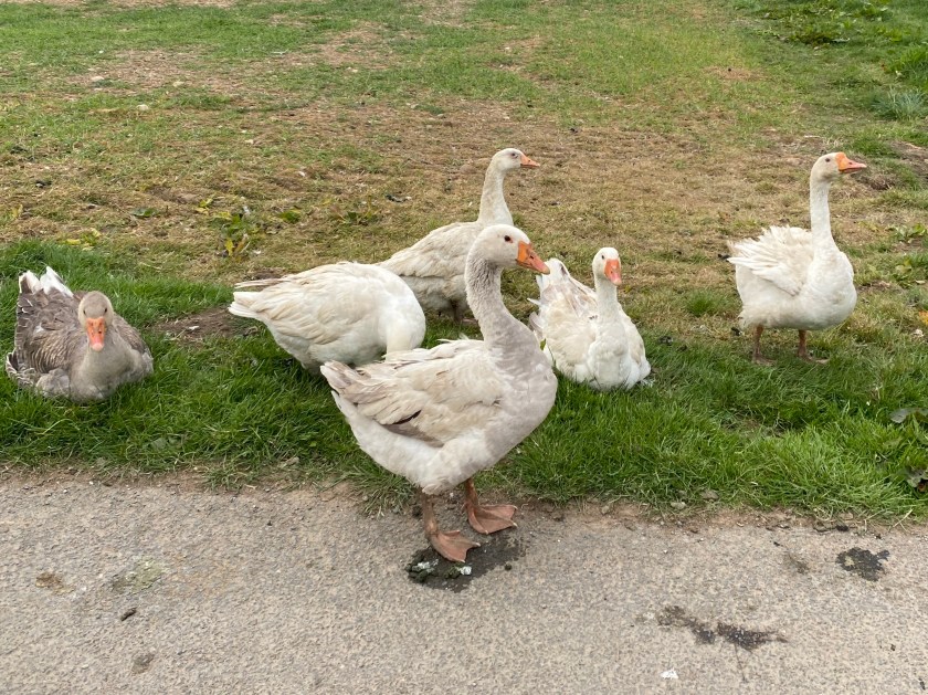 4981AB4E-7444-40F0-B0EB-E9783C114E6F