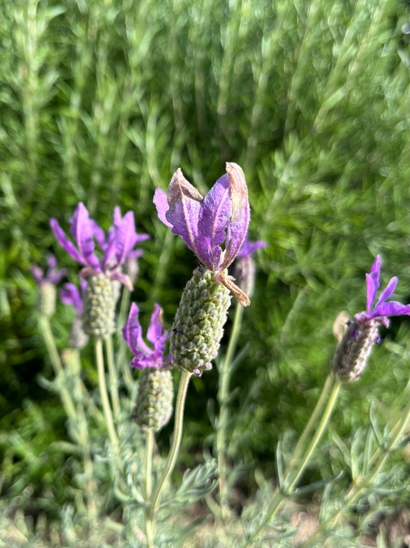 A456B1CE-6319-4D3B-8CA9-F4ABABF99914