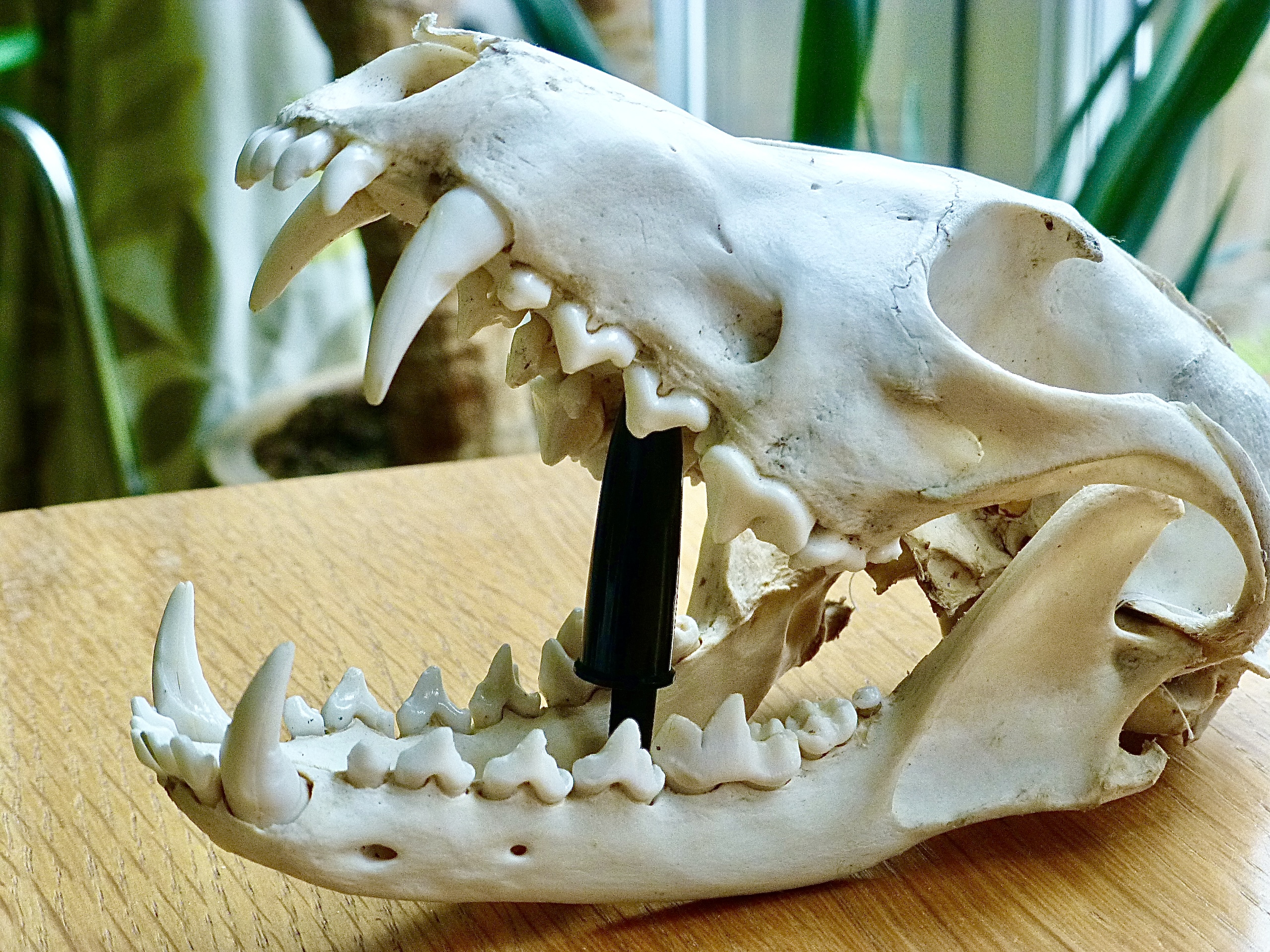 C78DDCFF-63F5-458E-84FA-841C661864B0